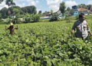 Dukung Asta Cita Presiden, Pak Bhabin Bantu Petani Tanam Kacang Hijau Di Pamekasan