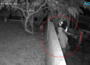 Waspada! Maling Ayam dan Bebek Marak di Padang Matinggi, Aksi Pelaku Terekam CCTV