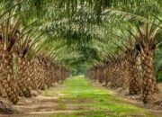 Dinas Perkebunan Kutim Tegaskan Jaga Lahan Konservasi