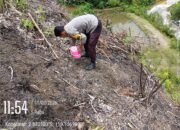 Polsek Aralle Dukung ketahanan Pangan, Warga Salurindu Tanam Jagung 1 Hektar