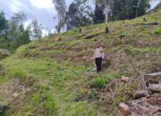 Polsek Mamasa Monitoring Penanaman Jagung di Desa Rantetanga, Polsek Mamasa Dukung Ketahanan Pangan
