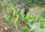 Monitoring Lahan Jagung Warga di Desa Datubaringan, Wujud Sinergi Polisi dan Masyarakat Dukung Ketahanan Pangan