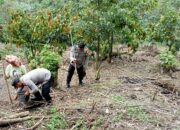 Warga Desa Bakadisura Semangat Tanam Jagung, Wujudkan Ketahanan Pangan di Mamasa