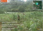 Bhabinkamtibmas Polsek Mambi Monitoring Perkembangan Lahan Jagung di Desa Indobanua