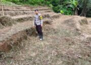 Bhabinkamtibmas Polsek Sumarorong Monitoring Lahan/Kebun Jagun Warga Di Wilayah Binaan