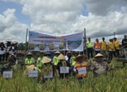 Panen Bersama Padi Organik Agrowisata Sawah Warnai Kebersamaan di Desa Teluk Pandan