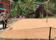 Panen Jagung Poktan Bhabinkamtibmas Polsek Mamasa Hasilkan 2 Ton di Desa Pidara