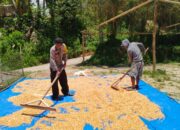 Panen Jagung Bhabinkamtibmas Polsek Mamasa Capai 500 Kilogram, Wujud Sinergi Polisi dan Masyarakat Dukung Ketahanan Pangan