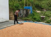 Bhabinkamtibmas Mamasa Dampingi Panen Jagung, 750 Kilogram Siap Disalurkan ke Bulog