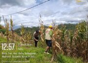 Panen Jagung Poktan Sipakaboro’ Capai 4,2 Ton, Bhabinkamtibmas Desa Balla Timur Turut Mendampingi