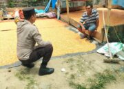 Panen Jagung Melimpah di Desa Malabo, Warga Binaan Bhabinkamtibmas Hasilkan 3 Ton Jagung