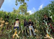 Personel Polres Mamasa Monitoring Lahan Jagung Jelang Panen di Desa Balla, Kabupaten Mamasa