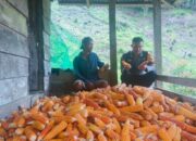Panen Jagung di Desa Rippung Capai Hasil Menggembirakan, Wujud Nyata Pembinaan Pertanian Polisi