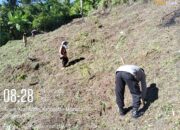 Bhabinkamtibmas Aralle Monitoring Lahan Jagung Warga, Dukung Ketahanan Pangan Lokal