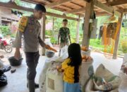 Panen Jagung 1 Hektare di Desa Sepang Berhasil, Wujud Sinergi Bhabinkamtibmas dan Petani