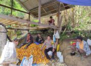 Panen Jagung di Desa Malimbong Capai Hasil Menggembirakan, Wujud Sinergi Petani dan Bhabinkamtibmas