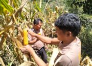 Pana Turun Langsung Dukung Ketahanan Pangan, Panen Jagung Bersama Warga di Mamasa