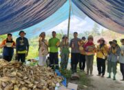 Panen Jagung di Ta’disi, Bhabinkamtibmas Sumarorong Dukung Ketahanan Pangan Masyarakat