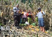 Panen Jagung Warga Binaan di Sindagamanik Capai 900 Kg, Bukti Sinergi Petani dan Bhabinkamtibmas