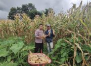 Panen Jagung di Ta’disi, Bhabinkamtibmas Sumarorong Dukung Ketahanan Pangan Warga