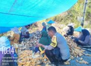 Bhabinkamtibmas Polsek Mambi Aktif Dampingi Warga, Pantau Panen Jagung dan Sampaikan Pesan Kamtibmas