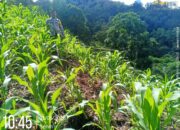 Bhabinkamtibmas Polsek Sumarorong Monitoring Lahan Jagung Warga di Desa Batanguru