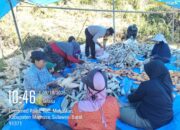 Bhabinkamtibmas Polsek Mambi Monitoring Panen Jagung Warga di Desa Saluahok, Hasil Diperkirakan Capai 3 Ton