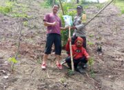 Bhabinkamtibmas Pantau Keberhasilan Tanam Jagung Warga di Dusun Bombong, Hasil Panen Capai 400 Kg