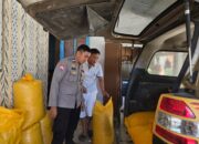 Monitoring Panen Jagung di Mamasa, Lahan 0,15 Hektare Hasilkan 400 Kilogram