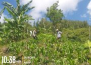 Bhabinkamtibmas Polsek Sumarorong Lakukan Monitoring Lahan Jagung di Desa Matande, Dorong Ketahanan Pangan Warga