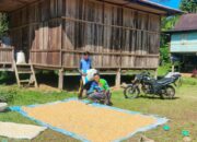 Bhabinkamtibmas Polsek Sumarorong Bantu Warga Angkut Hasil Panen Jagung di Desa Malimbong