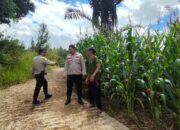 Bhabinkamtibmas Polsek Mamasa Monitoring Kebun Jagung Warga di Kelurahan Tawalian