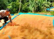 Bhabinkamtibmas Desa Sepakuan Lakukan Pendataan Panen Jagung, Hasilkan 1,2 Ton dari Lahan 70 Are