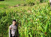 Polsek Sumarorong Dalam Hal ini Giat Bhabinkamtibmas Dampingi Petani Jagung di Desa Binaan