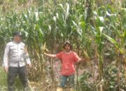Pantauan Bhabinkamtibmas Polsek Mamasa Lahan Jagung Warga di Desa Marampan Orobua