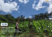 Penanaman Jagung Bhabinkamtibmas Polsek Mambi Dampingi Petani di Desa Leko Sukamaju