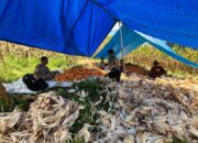 Panen Jagung di Dampingi Bhabinkamtibmas Polsek Sumarorong di Desa Sepang