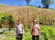 Pemantauan Lahan Jagung di Desa Rantebulahan Oleh Bhabinkamtibmas Polsek Mambi 