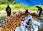 Bhabinkamtibmas Desa Saluahok Monitoring Hasil Panen Jagung Warga Binaan