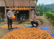 Dukung Ketahanan Pangan, Bhabinkamtibmas Polsek Sumarorong Pantau Panen Jagung di Desa Rippung