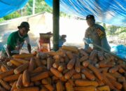 Personil Polsek Mamasa Lakukan Monitoring Panen Jagung di Desa Bambapuang