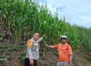 Kapolsek Mamasa Monitoring Penanaman Jagung Poktan Sitayuk, Dukung Ketahanan Pangan di Desa Sindagamanik