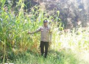Polsek Pana Pantau Lahan Jagung Warga Binaan di Nosu, Panen Raya Diprediksi Juli 2026