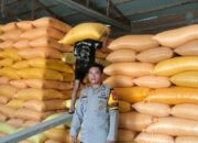 Polsek Mamasa Kawal Pengiriman 7 Ton Jagung ke Bulog Polewali, Dukung Program Ketahanan Pangan