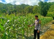 Bhabinkamtibmas Polsek Pamboang Intensif Dampingi Kelompok Tani, Pastikan Jagung Manis Tumbuh Optimal