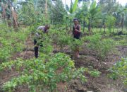 Langkah Nyata Polri Dukung Ketahanan Pangan, Bhabinkamtibmas Polsek Malunda Pantau Pertumbuhan Cabai Warga