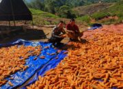 Bhabinkamtibmas Polsek Sumarorong Dampingi Panen Jagung Warga di Desa Rippung