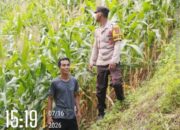 Dukung Ketahanan Pangan, Bhabinkamtibmas Polsek Aralle Pantau Perkembangan Lahan Jagung
