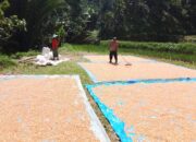 Dampingi Petani Pasca Panen, Bhabinkamtibmas Polsek Mambi Berikan Tips Pengeringan Jagung di Desa Salualo