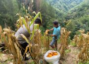 Polsek Pana Dampingi Panen Jagung Warga di Desa Weri